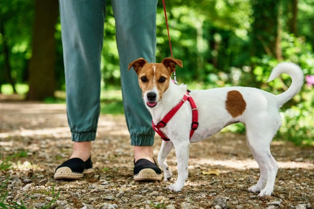 Best Pet Sitting Services