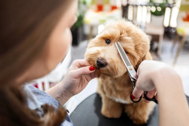 Dog Grooming Services