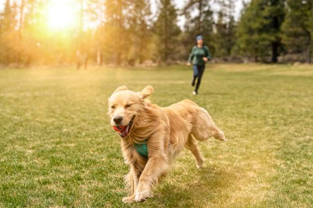 Dog Running