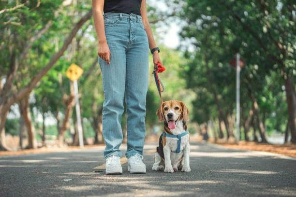 Happy Dog Walking's Other Services