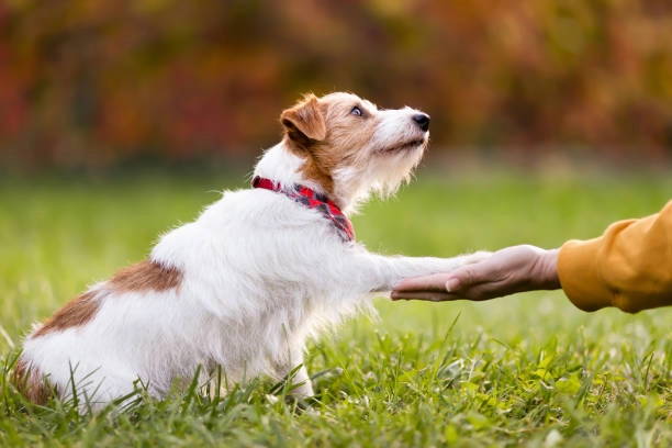 Pet Sitting Service
