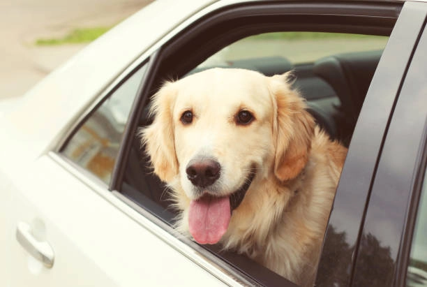 Pet Taxi